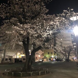 2021年3月26日　厚木市のハトぽっぽ公園は桜満開でした。